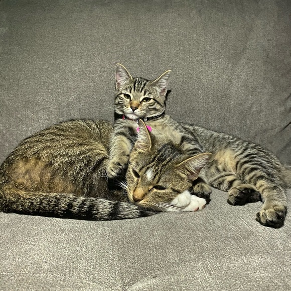 Meet your Posher, Joslyn - Picture 2 of 6